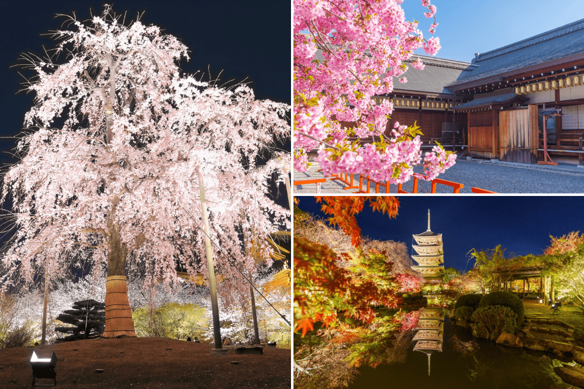 東寺の紅葉と桜