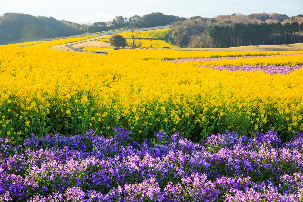 あわじ花さじき