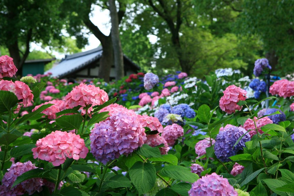 藤森神社